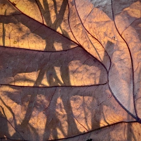 Image of Autumn Shadows by Debra Booker from Lexington